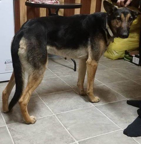 Törpi (Bogancs) •vermittelt•