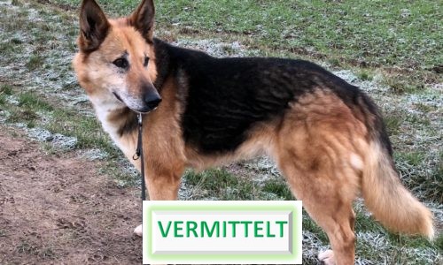 Cora (ehemalige Kadarka)