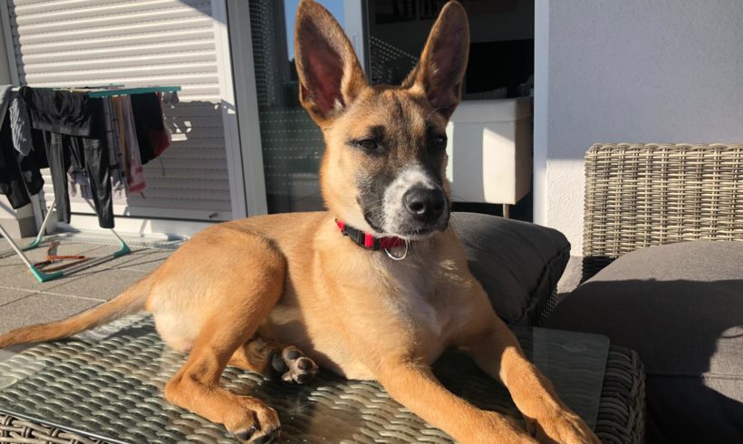 Alfred •vermittelt•