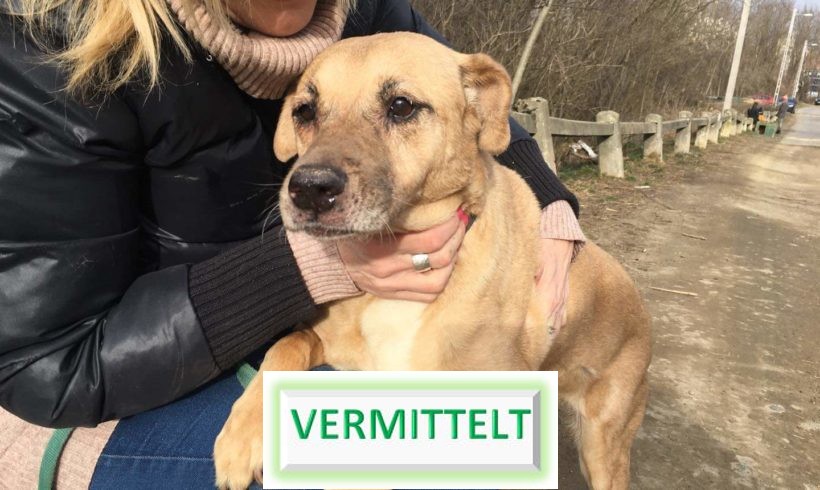 Frieda (Bogancs) → Ausreise-und Transportpaten gesucht!