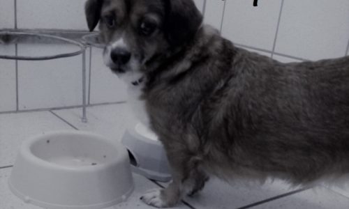 Tifi, verstorben Ende Januar 2019