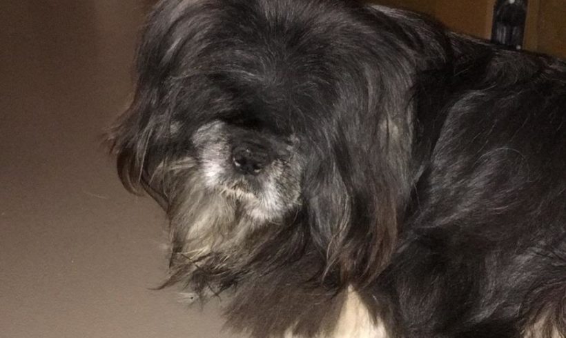 Tio (Tito) ehemals Robi