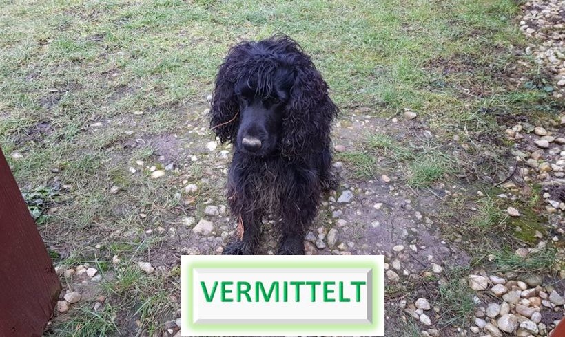 Aresz →Transportpaten gesucht zur Cocker Nothilfe